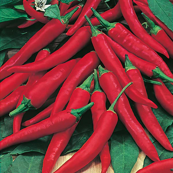 Chilli - 30 Premium Seeds