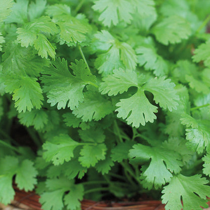 Coriander - 75 Premium Seeds