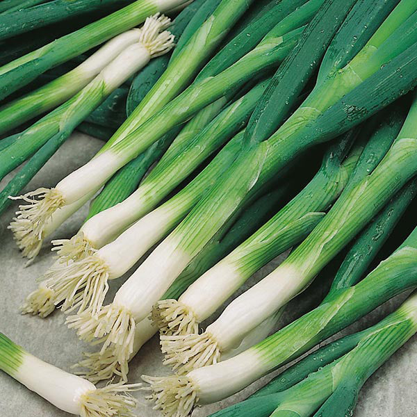 Spring Onion - 175 Premium Seeds