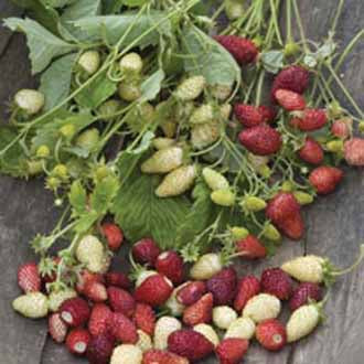 Strawberries - 250 Premium Seeds