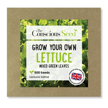 Lettuce - 500 Premium Seeds