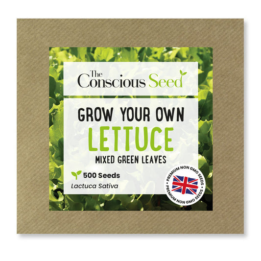 Lettuce - 500 Premium Seeds