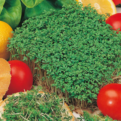 SALAD Seed Kit - 15 Premium Seed Varieties